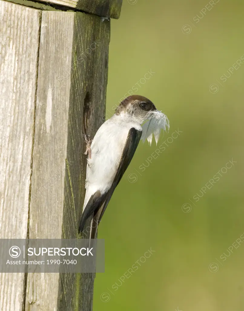 Violet-Green Swallow Tachycineta thalassina, Canada