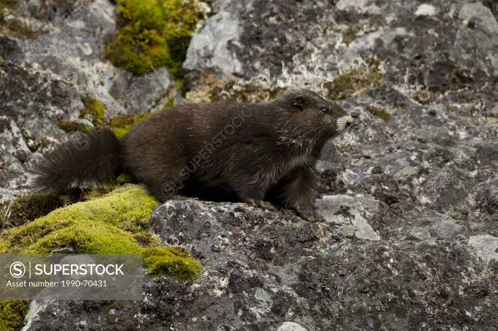 Vancouver Island Marmot, Marmota vancouverensis, Green Mountain, Vancouver Island, BC, Canada