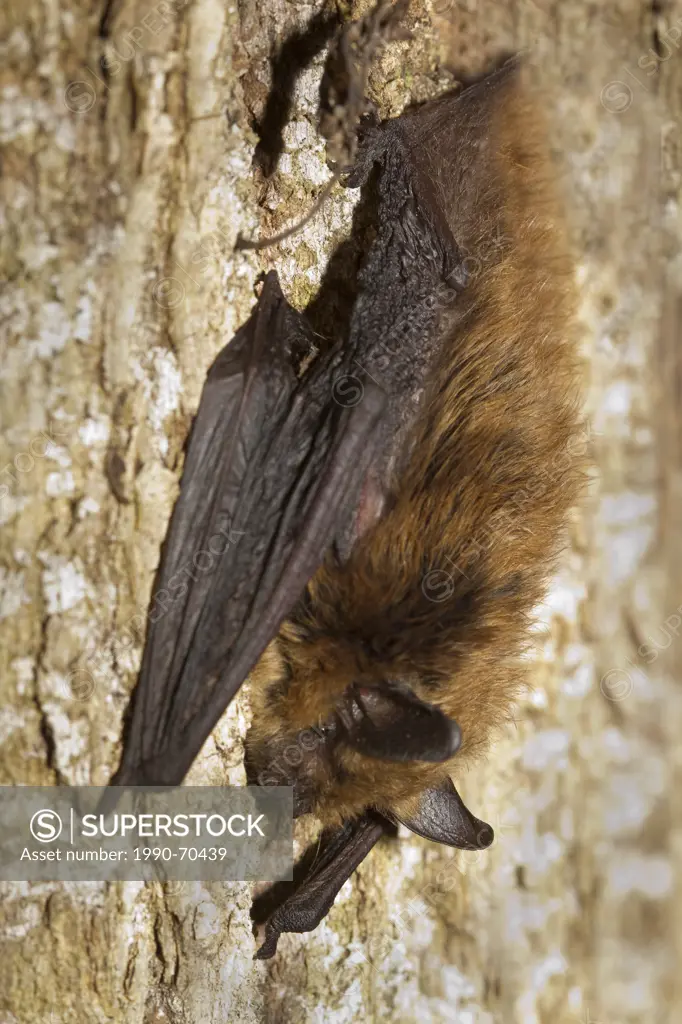 Myotis septentrionalis, Northern Long_eared Bat, Lillooet, BC, Canada