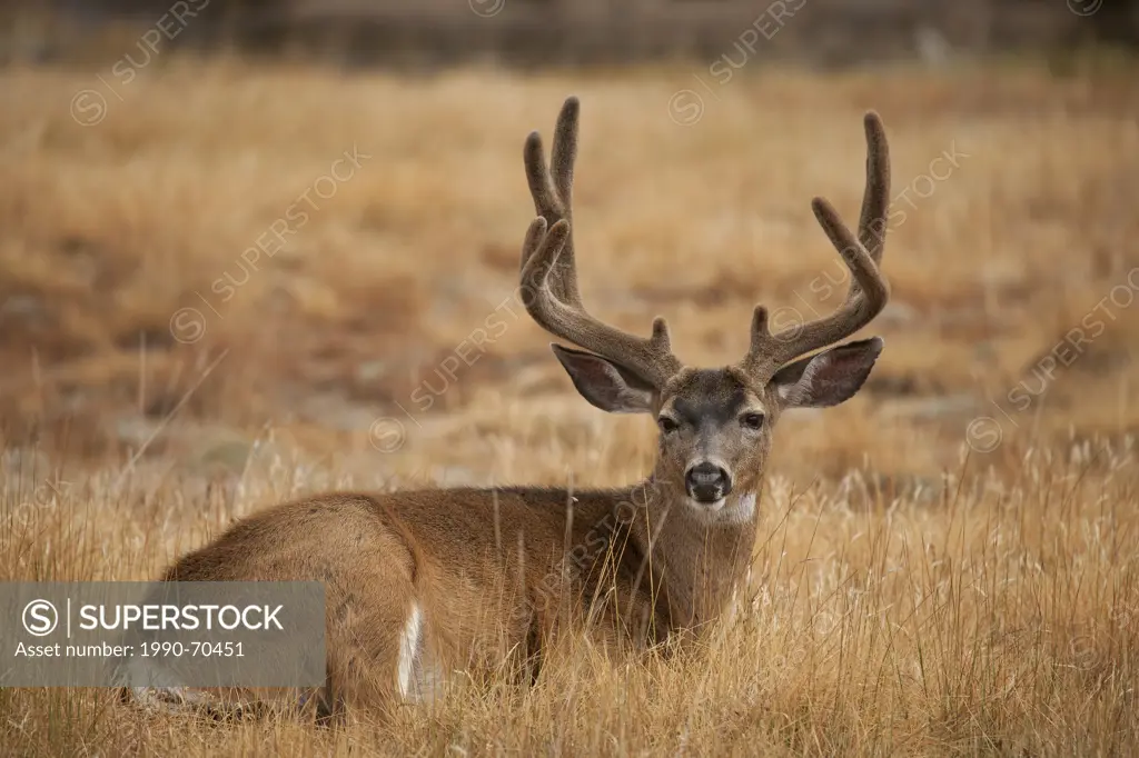 Mule deer, Odocoileus hemionus, Yosemite NP, California, USA