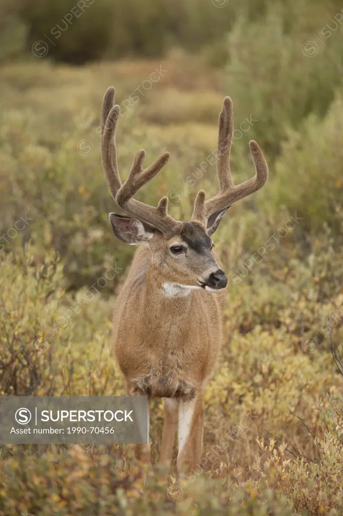 Mule deer, Odocoileus hemionus, Yosemite NP, California, USA
