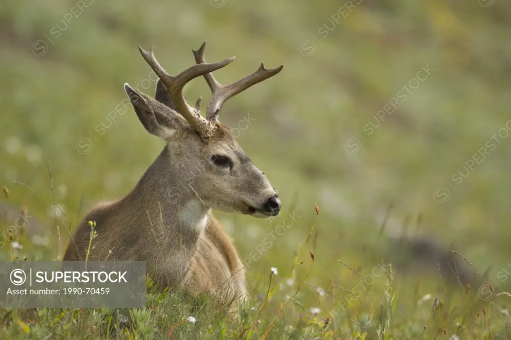 Mule deer, Odocoileus hemionus, Olympic National Park, Washington, USA