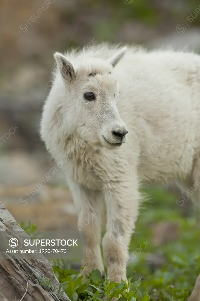 Mountain Goat, Oreamnos americanus, Glacier National Park, Montana, USA