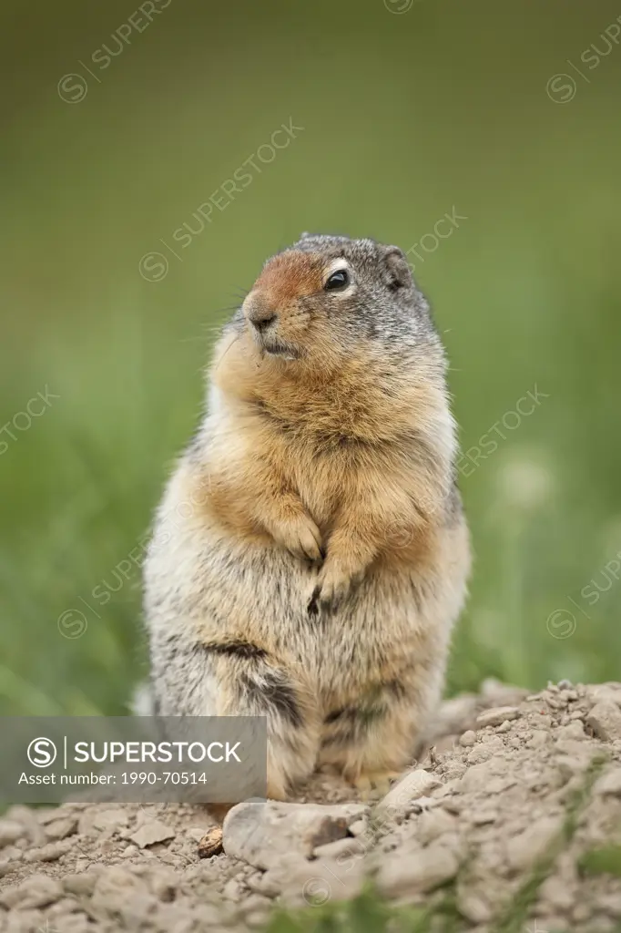 Columbian Ground Squirrel, Spermophilus columbianus, Rock Creek, BC, Canada