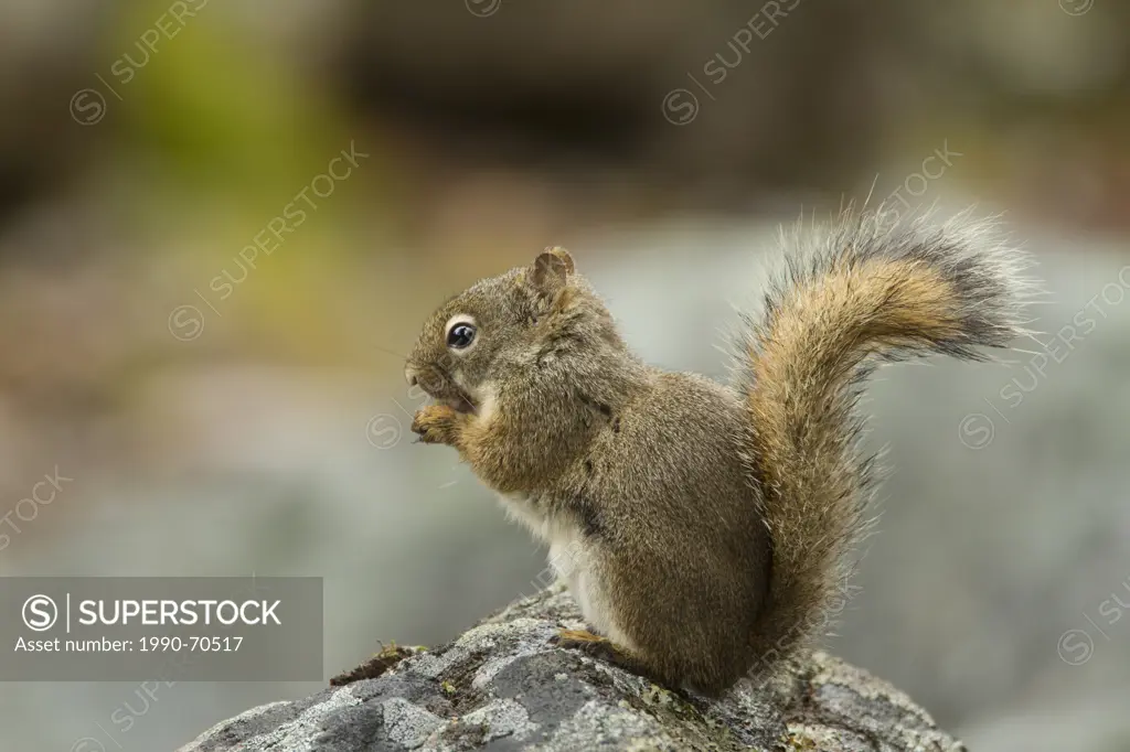 American red squirrel, Tamiasciurus hudsonicus, Jasper National Park, Alberta, Canada