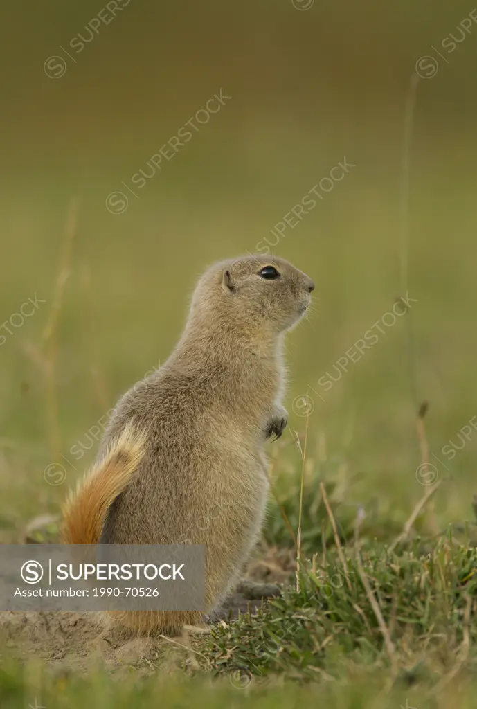 Richardson´s Ground Squirrel, Urocitellus richardsonii, Elk Island National Park, Alberta, Canada