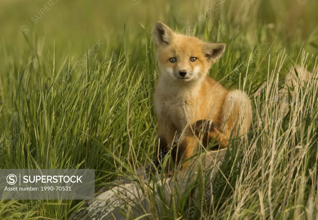 Red fox, Vulpes vulpes, Saskatchewan, Canada