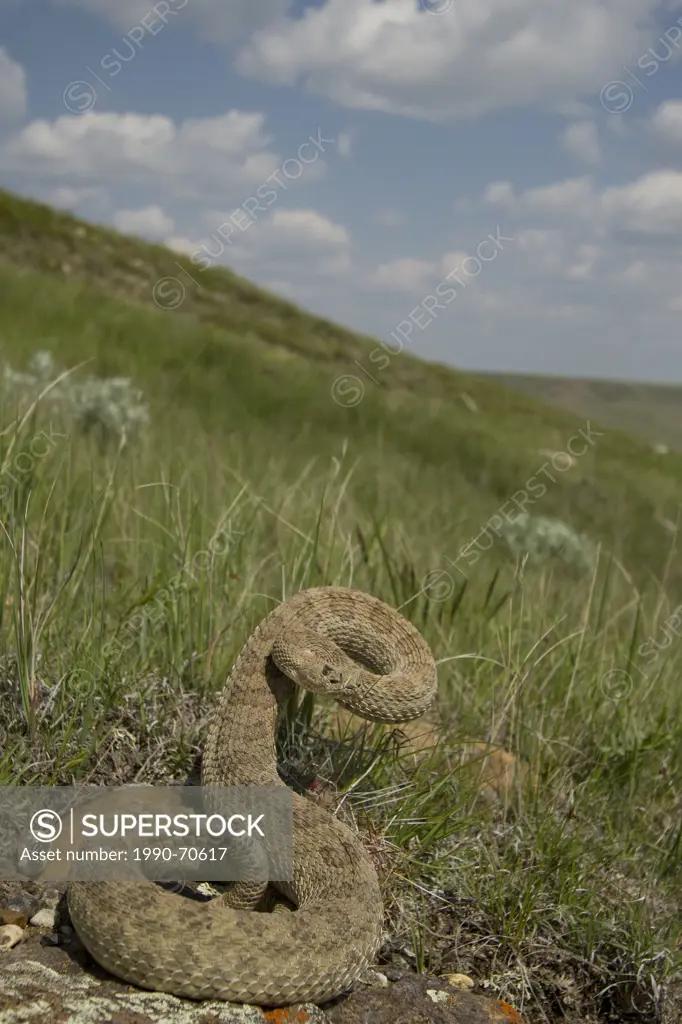 Prairie Rattlesnake, Crotalus viridis viridis, Grasslands National Park, Saskatchewan, Canada