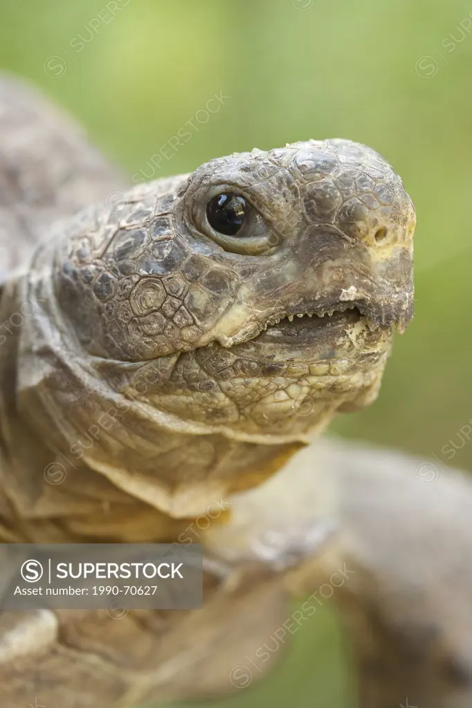 Gopher Tortoise, Gopherus polyphemus, Florida, Everglades, USA