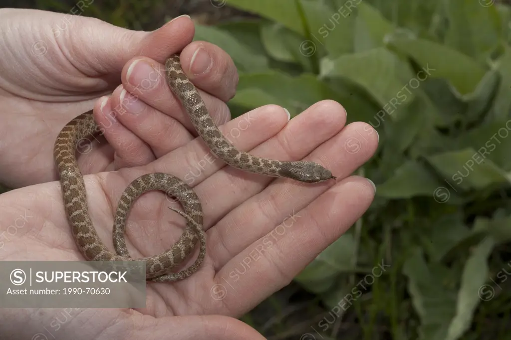 Night Snake, Hypsiglena torquata deserticola, Okanagan, BC, Canada