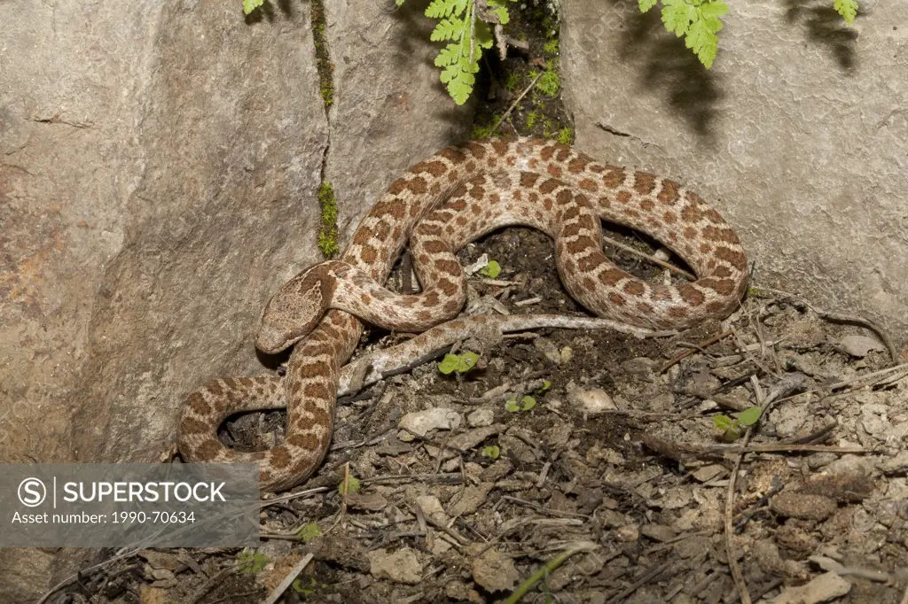 Night Snake, Hypsiglena torquata deserticola, Okanagan, BC, Canada