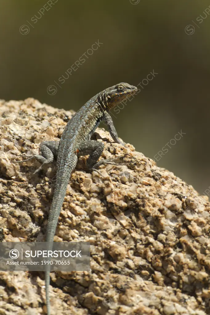 Common side_blotched lizard, Uta stansburiana, Arizona, USA