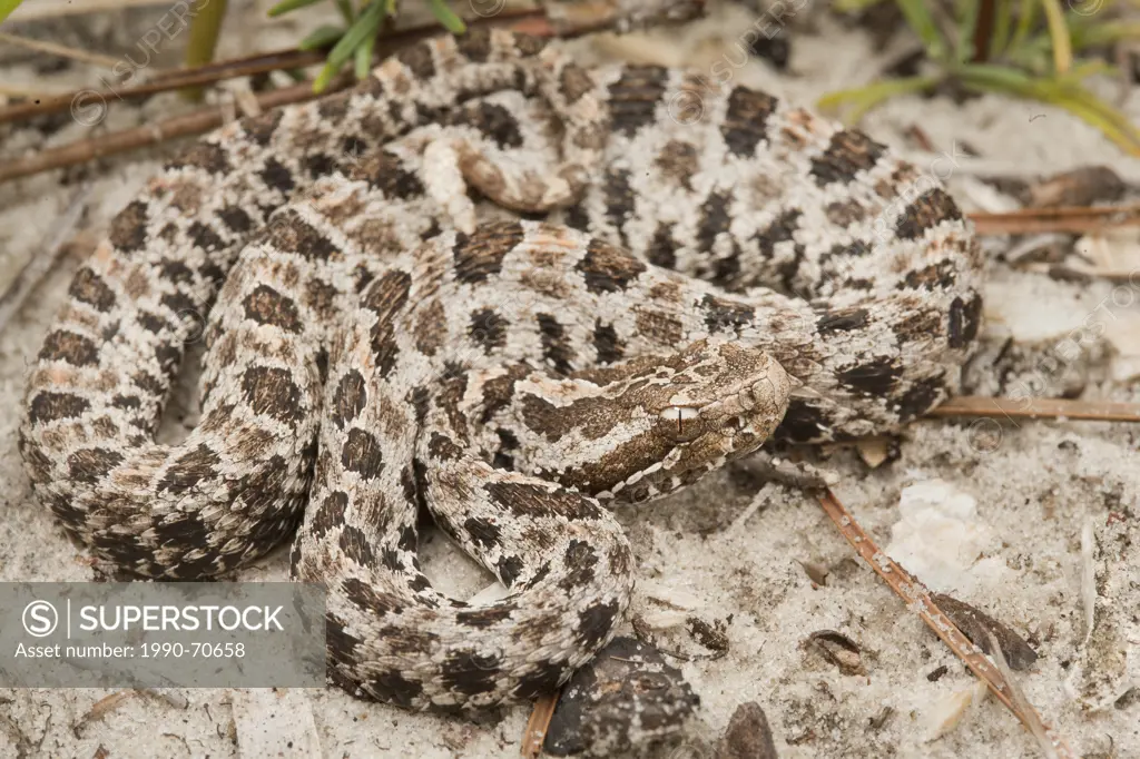 Pigmy Rattlesnake, Sistrurus miliarius, Florida, USA