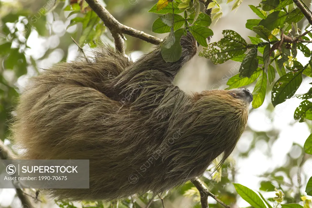 Linnaeus´s two_toed sloth, Choloepus didactylus, Rio Napo, Amazon Basin, Ecuador