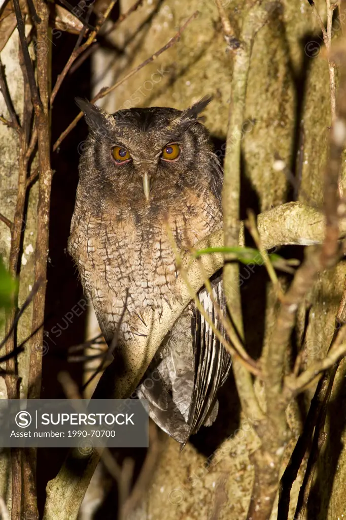 Tawny_bellied Screech Owl, Megascops watsonii, Rio Napo, Amazon Basin, Ecuador