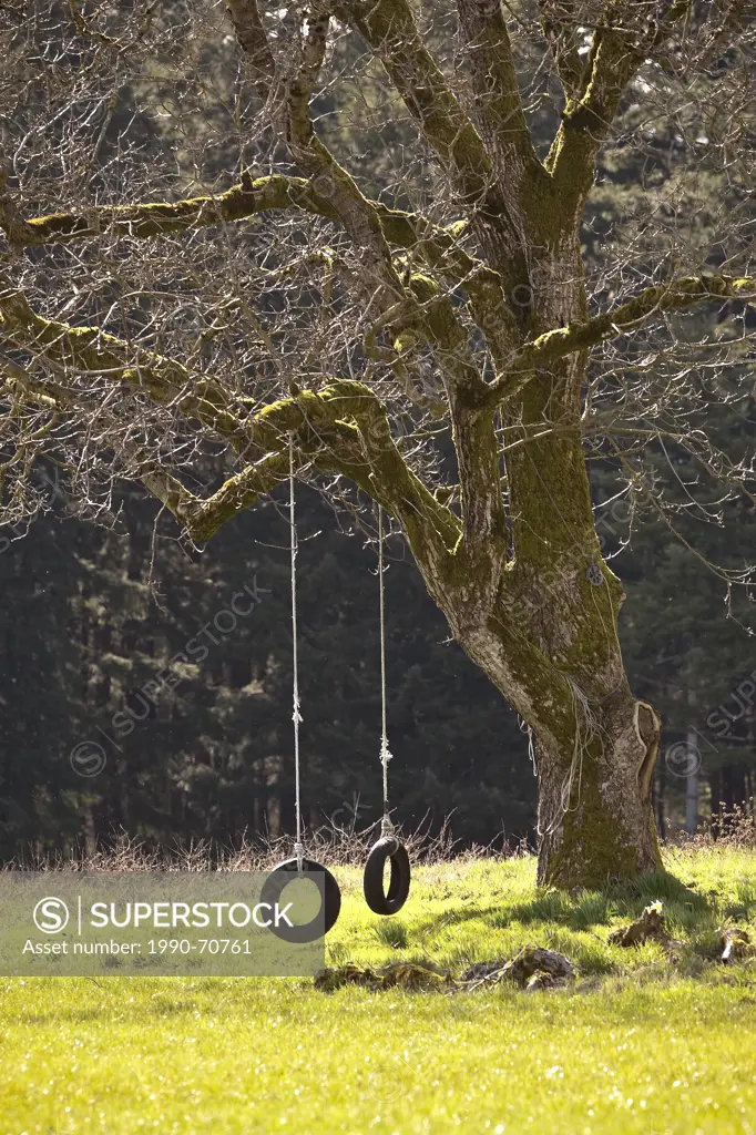 An old tree swing, Comox, The Comox Valley, Vancouver Island, British Columbia, Canada.