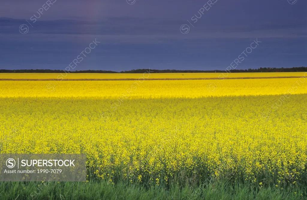 Canola fields north of Selkirk, Manitoba, Canada