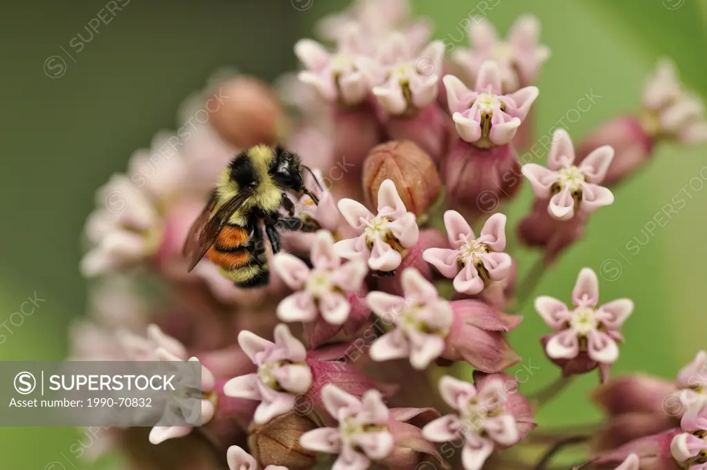 Bumblebee Bombus sp. nectaring on common milkweed Asclepias syriaca, Greater Sudbury Lively, Ontario, Canada