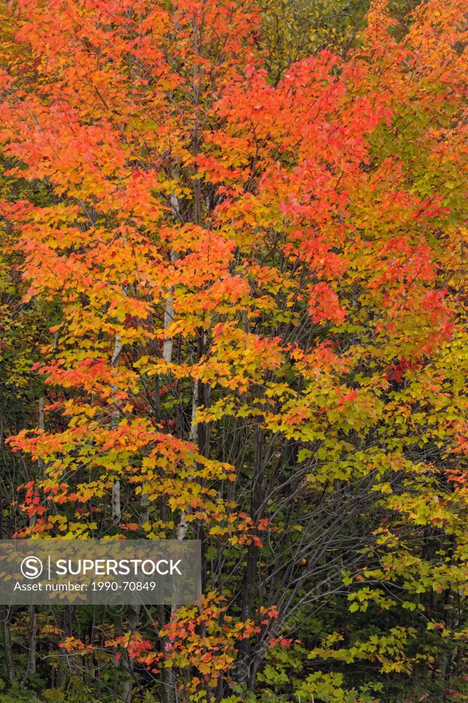 Red maple Acer rubrum Autumn foliage, Greater Sudbury Lively, Ontario, Canada