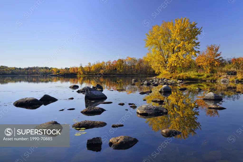 A mature autumn sugar maple reflected in the Vermilion River, Greater Sudbury Whitefish, Ontario, Canada