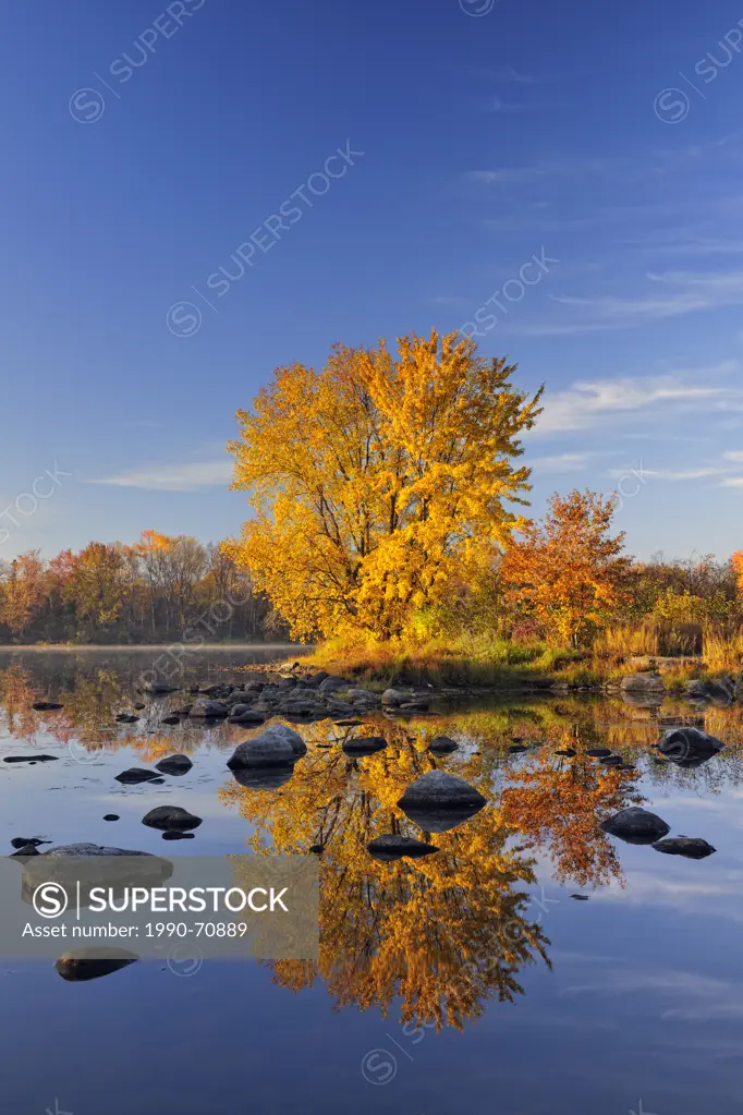 A mature autumn sugar maple reflected in the Vermilion River, Greater Sudbury Whitefish, Ontario, Canada