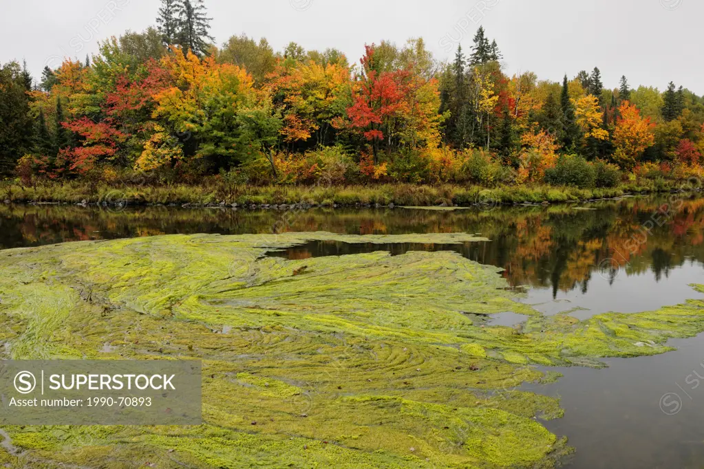 Autumn algae bloom on Junction Creek, Greater Sudbury Naughton, Ontario, Canada