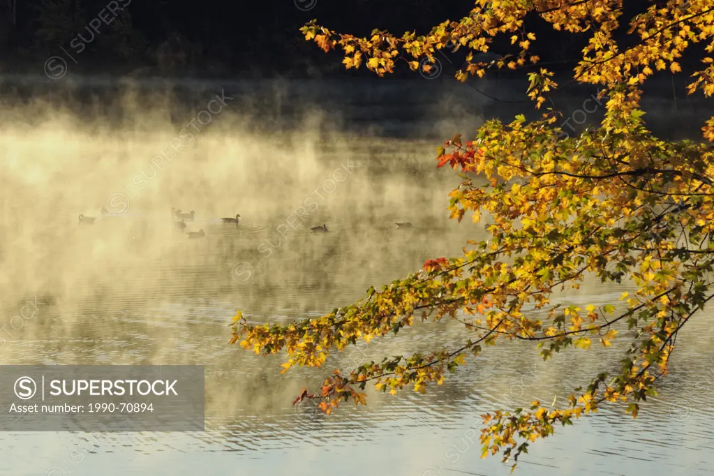 Autumn maple tree overlooking Junction Creek with morning mists and Canada Geese, Greater Sudbury Whitefish, Ontario, Canada