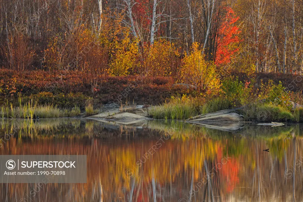 Autumn reflections in a beaver pond at dawn, Greater Sudbury Walden, Ontario, Canada