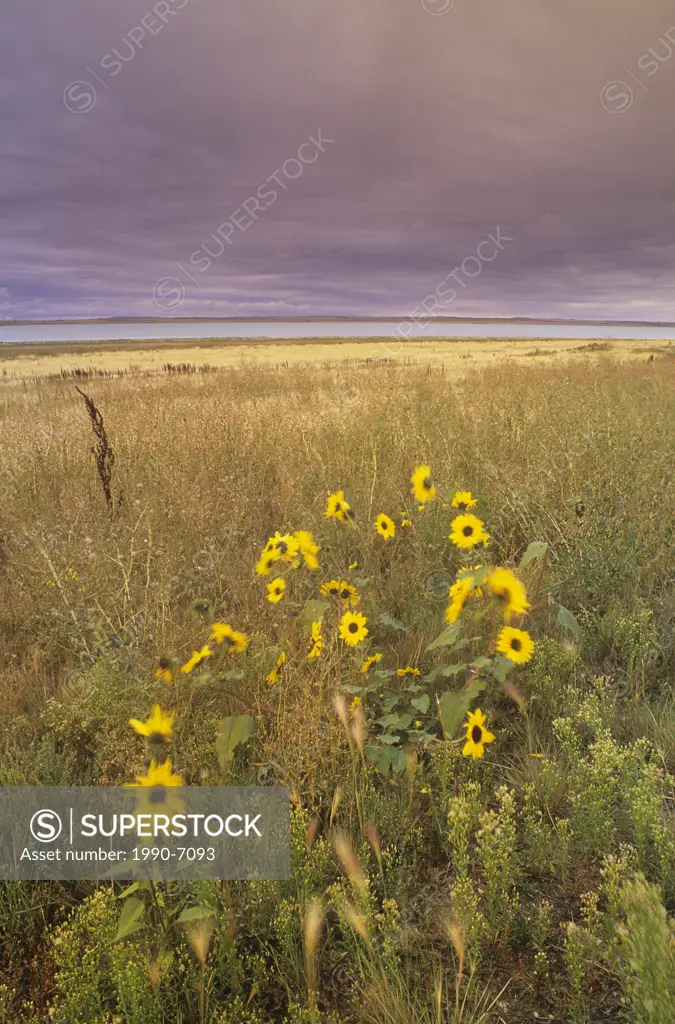 Yellow daisies on shore of Reed Lake near Morse, Saskatchewan, Canada