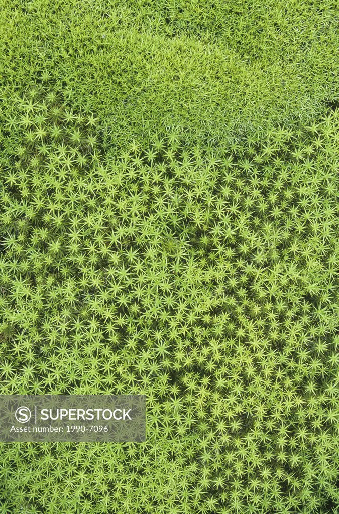 Moss on Beausoleil Island, Georgian Bay Islands National Park, Ontario, Canada