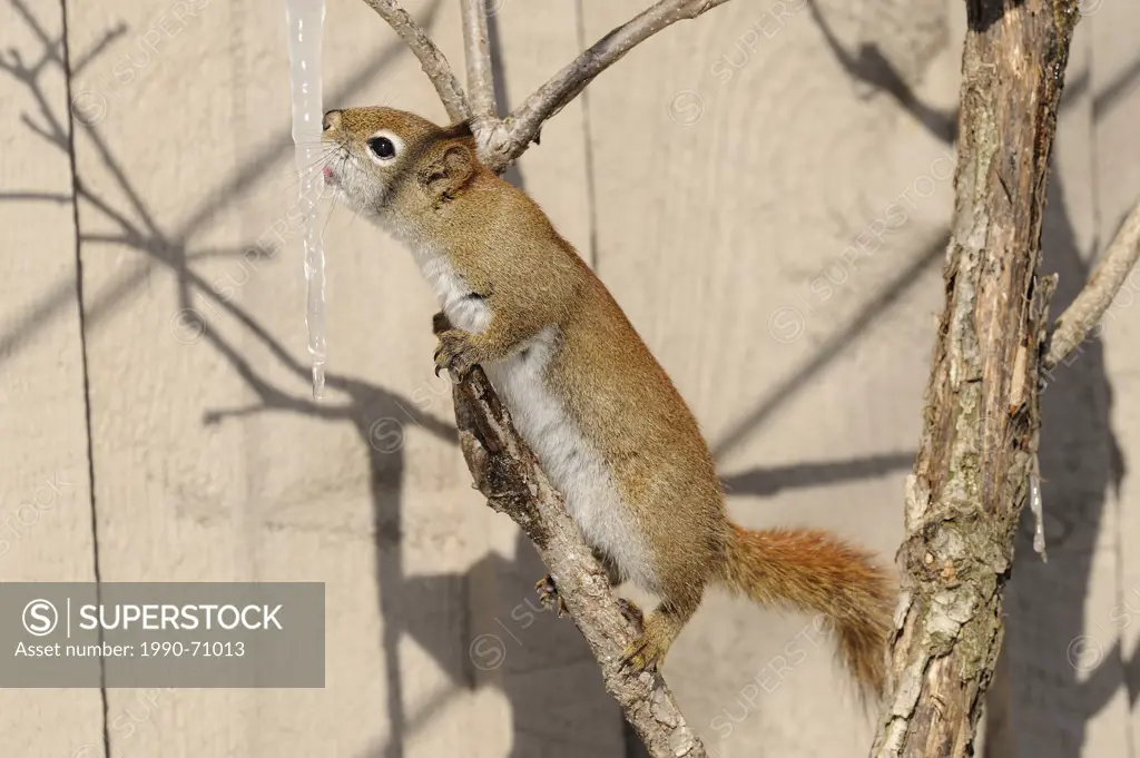 American Red Squirrel, Tamiasciurus hudsonicus, Vermilion River, Northern Ontario, Canada.