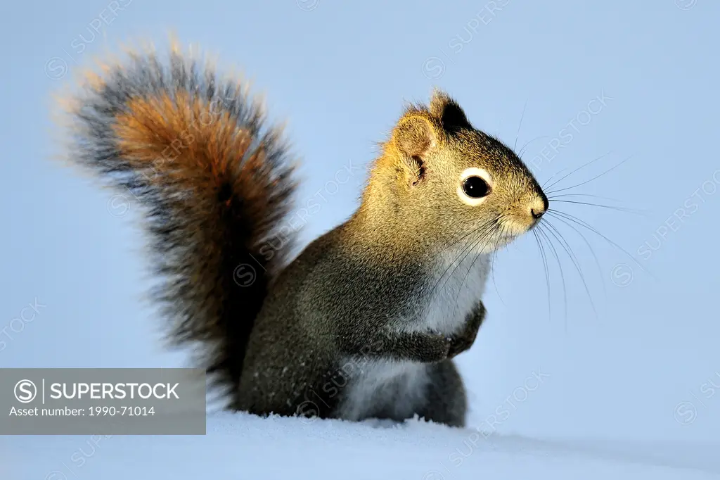 American Red Squirrel, Tamiasciurus hudsonicus, Morning light, Northern Ontario, Canada.
