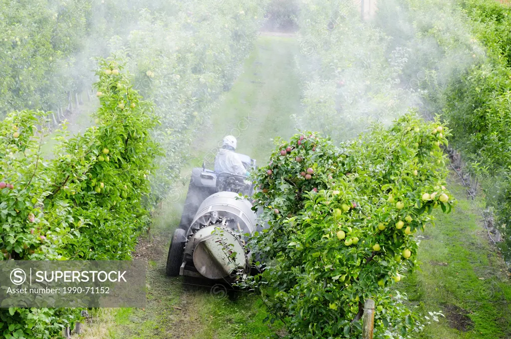 A man rides his tractor with trailer spraying his apple orchard in Lake Country, BC., near Kelowna, BC.