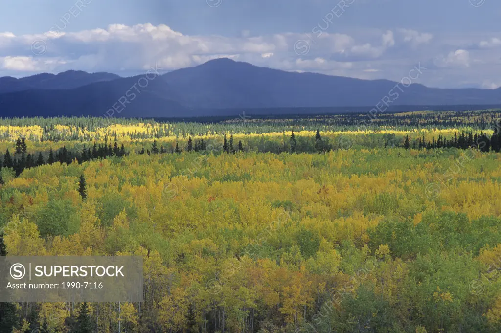 Fall Colours along Robert Campbell Highway, Yukon Territory, Canada