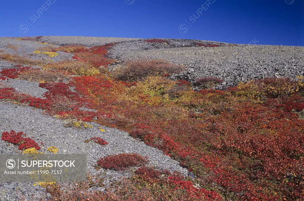Fall Colours and Richardson Mountains along Dempster highway, Yukon Territory, Canada