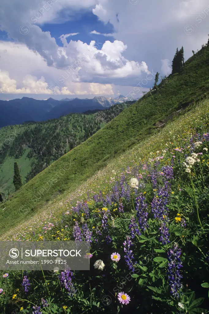 Alpine wildflowers, Idaho Peak, Selkirk Mountains, British Columbia, Canada
