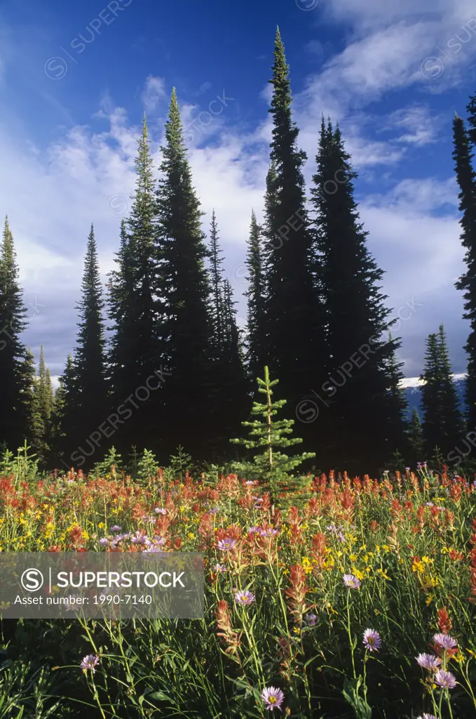 Alpine wildflowers, Mount Revelstoke National Park, British Columbia, Canada
