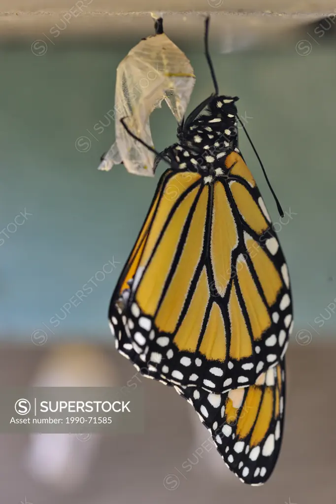 Monarch (Danaus plexippus) Newly emerged from chrysalis, drying its wings