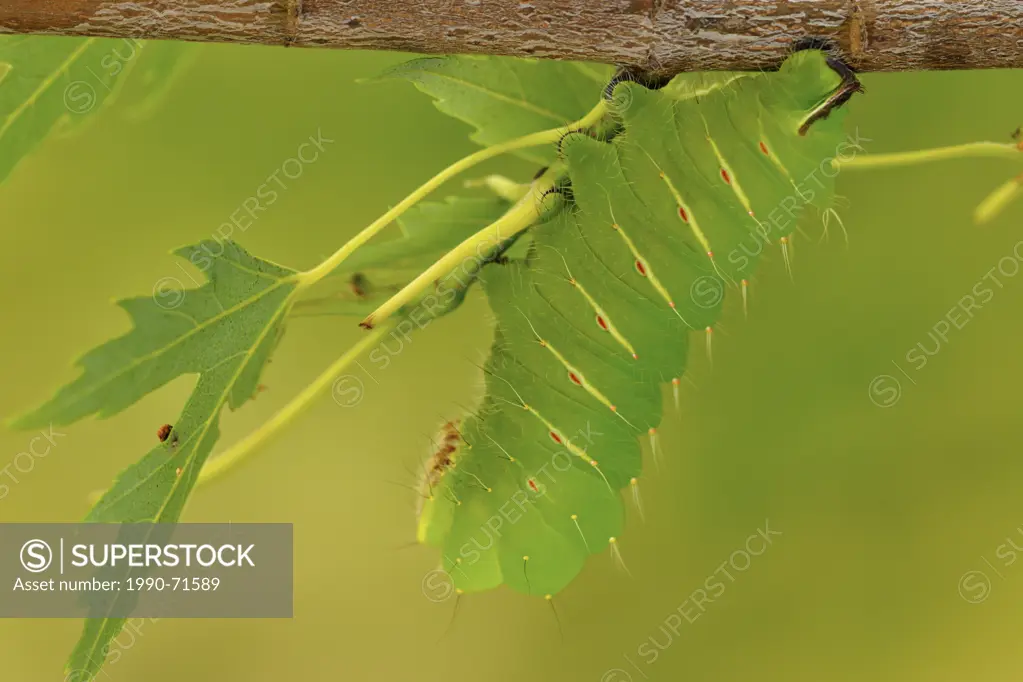 Polyphemus Moth (Antheraea polyphemus) Caterpillar in Manitoba maple tree
