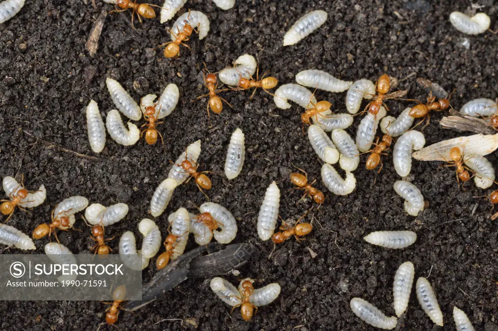 Golden ant/Garden ant (Lasius spp.) Worker ants tending to their young after their nest was uncovered