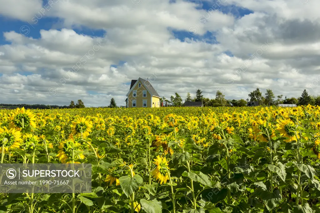 Sunflower field near St. Ann, Prince Edward Island, Canada