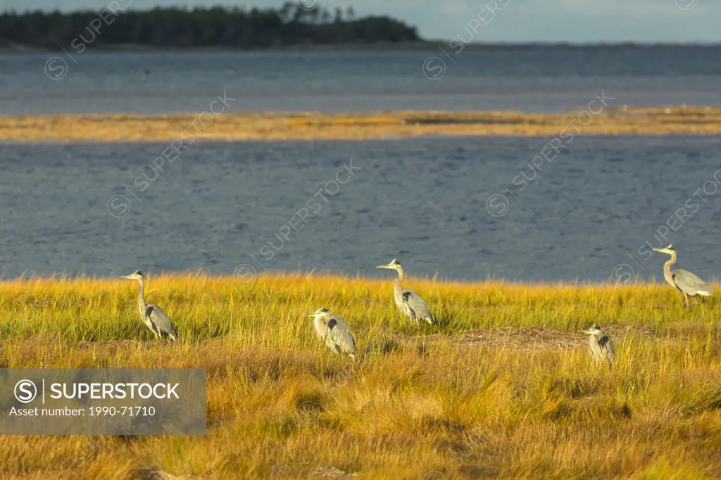 Blue Herons, Tracadie Bay, Prince Edward Island, Canada