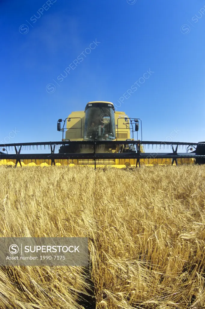 barley harvest near St  Adolphe, Manitoba, Canada