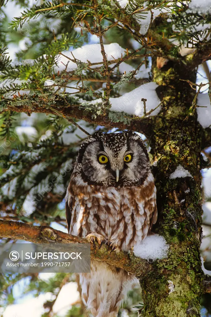(Aegolius funereus) Boreal Owl