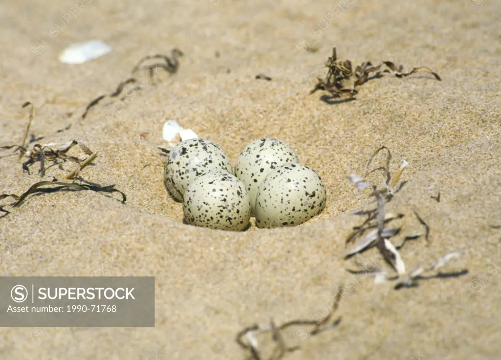 Piping Plover eggs, (Charadrius melodus), Prince Edward Island National Park, Canada