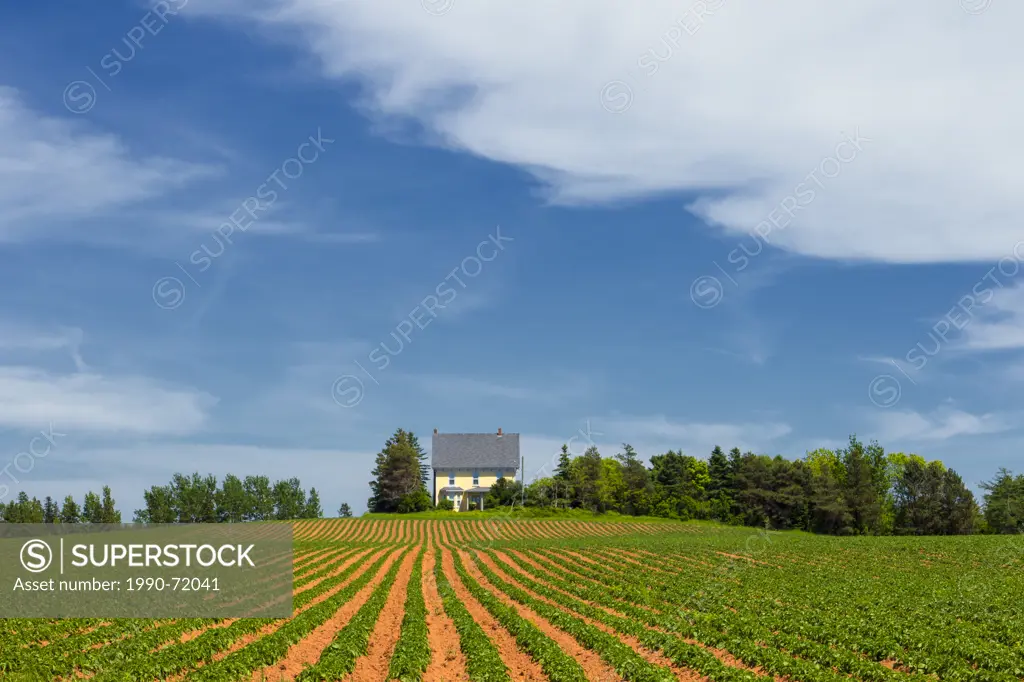Potatoe field and farm house, Tryon, Prince Edward Island, Canada