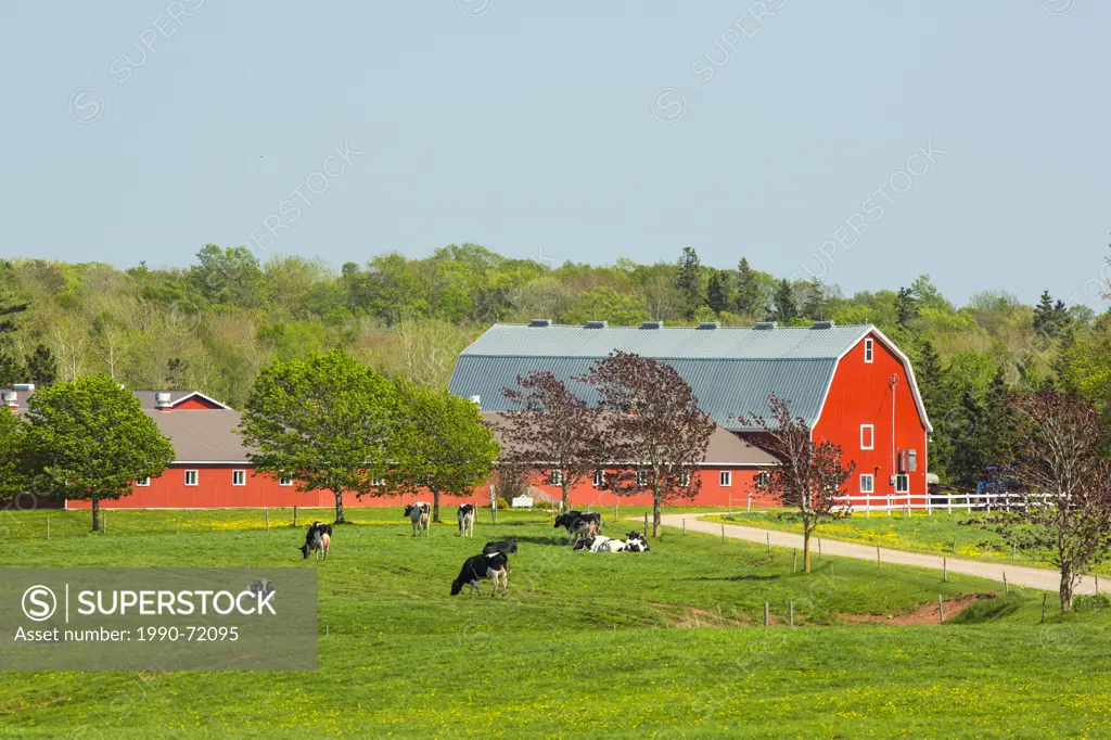 Dairy farm, Marshfield, Prince Edward Island, Canada