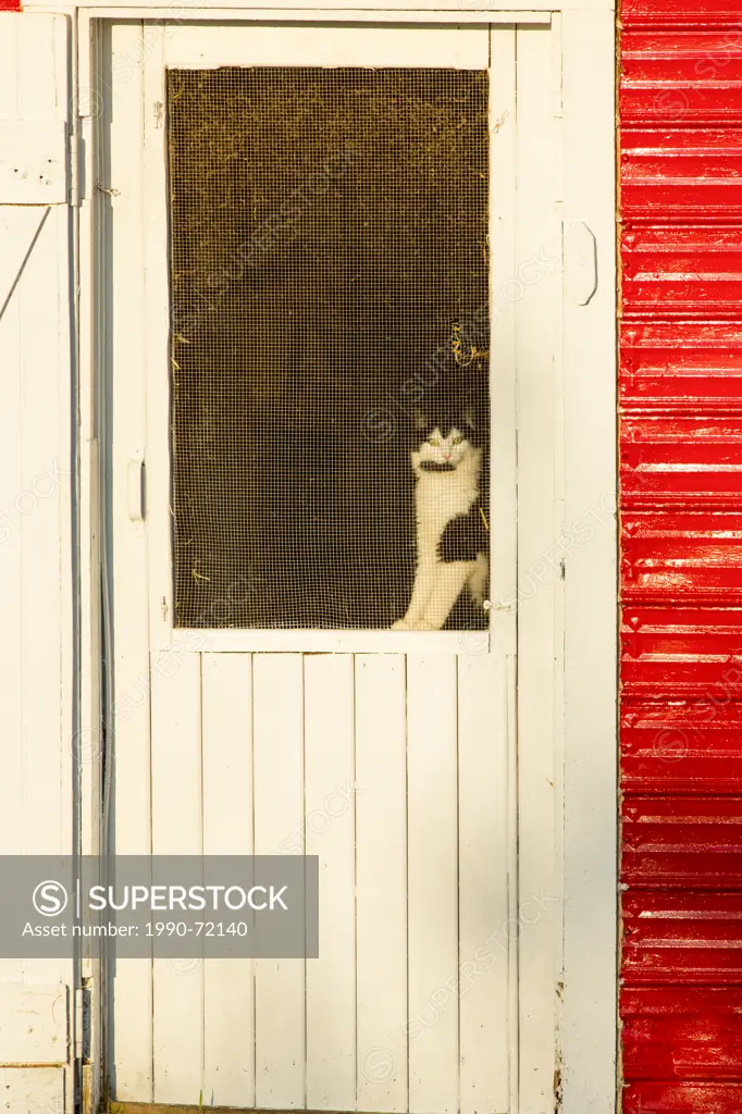 Cat in screen door, Emerald Junction, Prince Edward Island, Canada