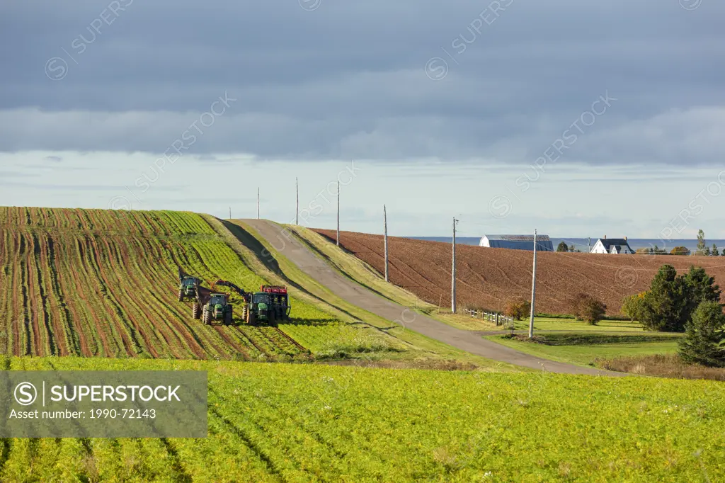 Harvesting carrots, Hampton, Prince Edward Island, Canada