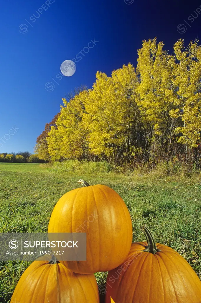 pumpkins and autumn foliage with moon, near St  Adolphe, Manitoba, Canada